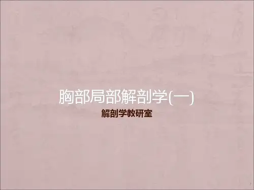 胸部局解_精品文档