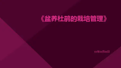 盆养杜鹃的栽培管理