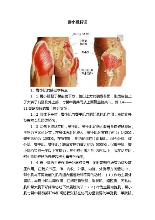 臀小肌解读