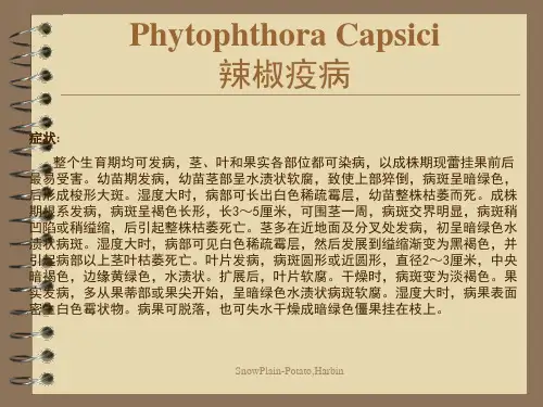 辣椒病害图谱