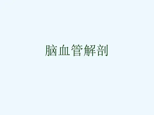 脑血管解剖[可修改版ppt]