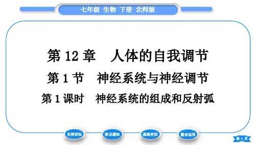 北师版七生下4生物圈中的人12人体的自我调节第1节神经系统与神经调节第1课时神经系统的组成和反射弧