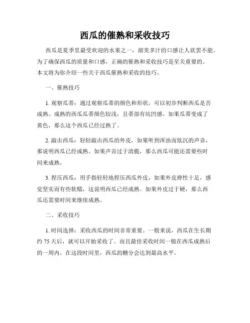 西瓜的催熟和采收技巧