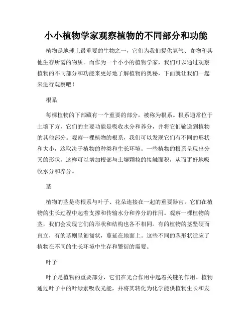 小小植物学家观察植物的不同部分和功能
