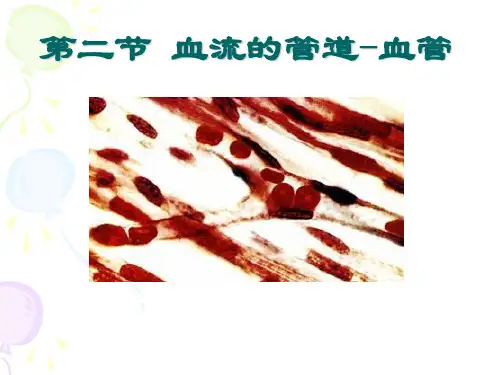 新教材七年级下册生物血管和心脏课件