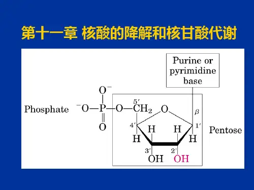 第十一章核酸的降解和核甘酸代谢ppt课件