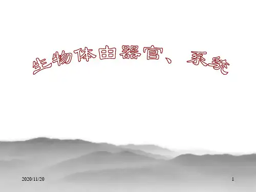 初中七年级上册生物《生物体的器官、系统》PPT精品课件
