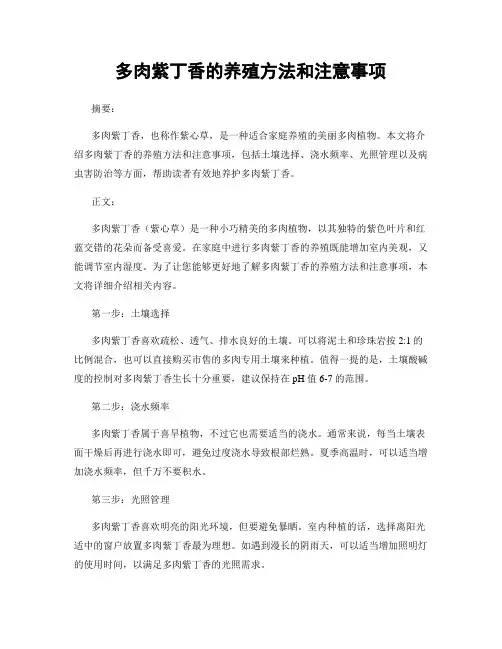 多肉紫丁香的养殖方法和注意事项