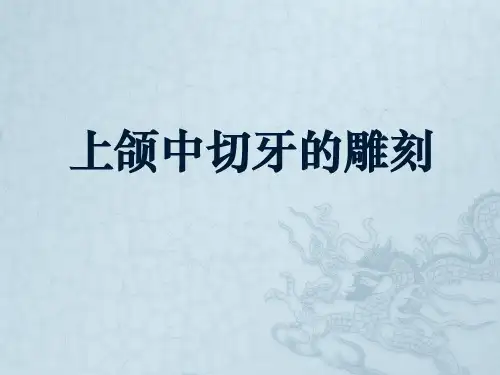 口腔解剖生理学 上颌中切牙