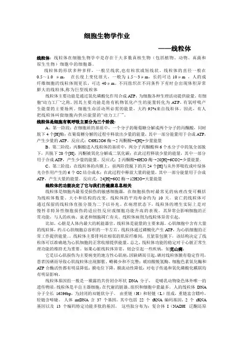 线粒体