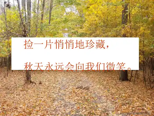 《秋天的树叶》 ppt课件
