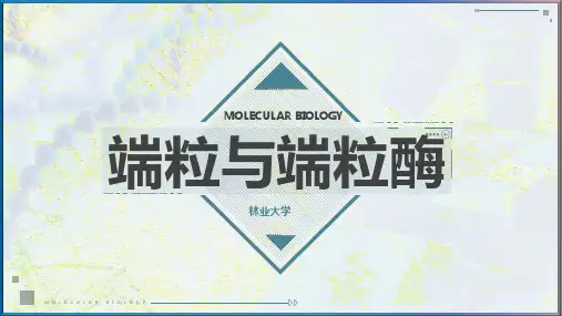 端粒与端粒酶