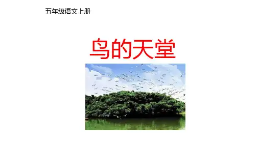 23《鸟的天堂》课件(共37张PPT)