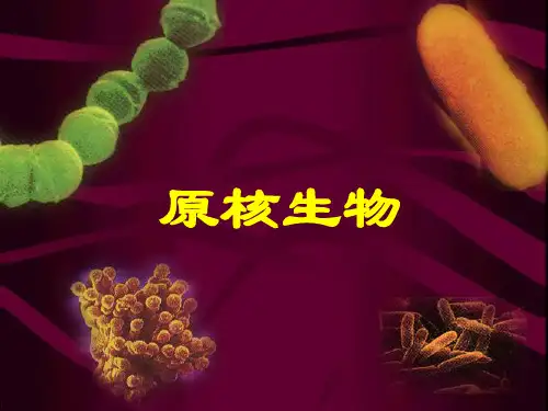 八年级下册生物课件-13.2《原核生物》课件2 北京版