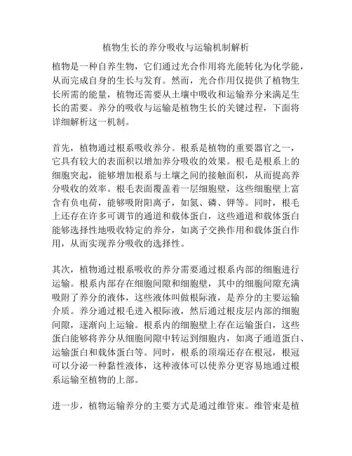 植物生长的养分吸收与运输机制解析