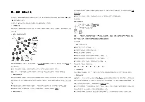 2022生物浙科版必修1学案：第四章 23 细胞的分化 