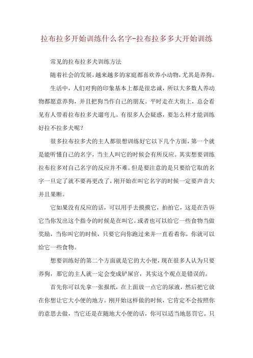 拉布拉多开始训练什么名字-拉布拉多多大开始训练