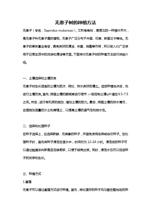 无患子树的种植方法