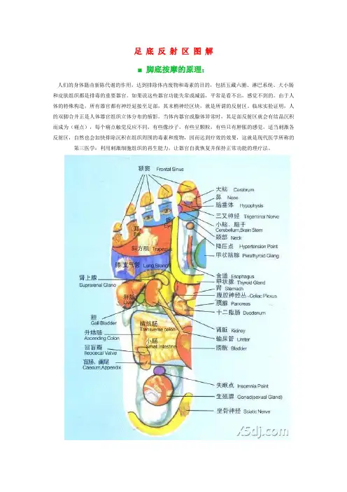 脚底按摩(附脚底穴位图)