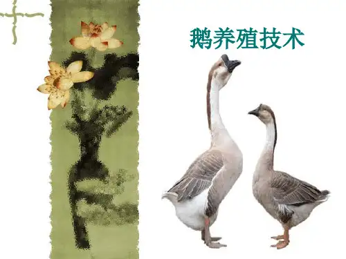 《鹅养殖技术》PPT课件
