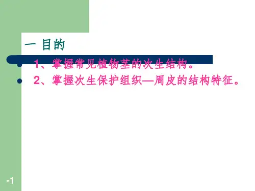 茎的次生结构PPT演示课件