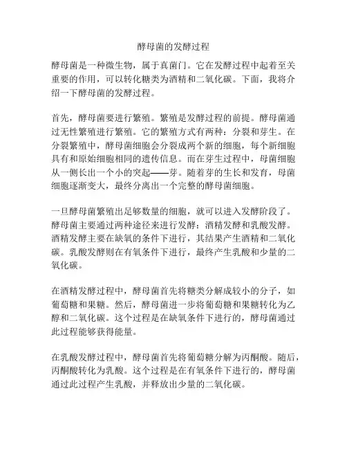 酵母菌的发酵过程