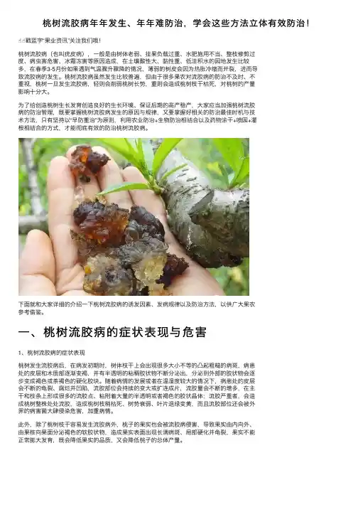 桃树流胶病年年发生、年年难防治，学会这些方法立体有效防治！