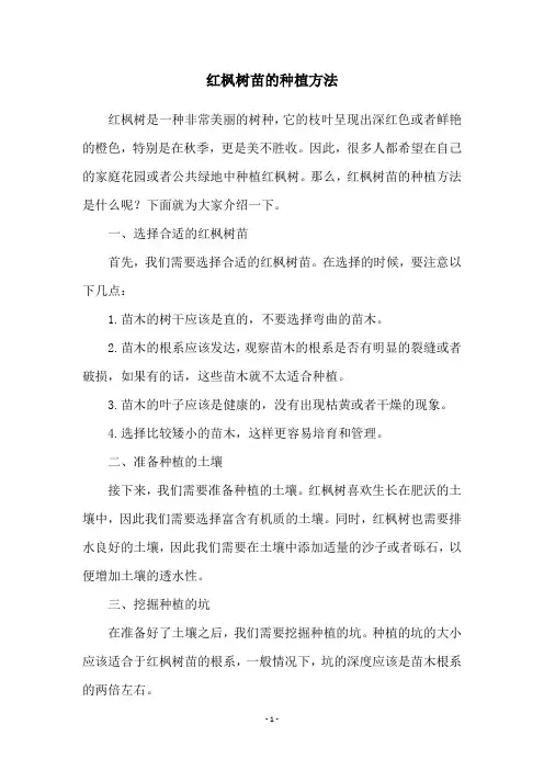 红枫树苗的种植方法