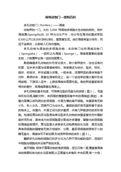 海绵动物门—搜狗百科