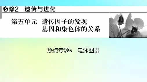 2024版高考生物总复习：遗传因子的发现基因和染色体的关系热点专题6电泳图谱课件