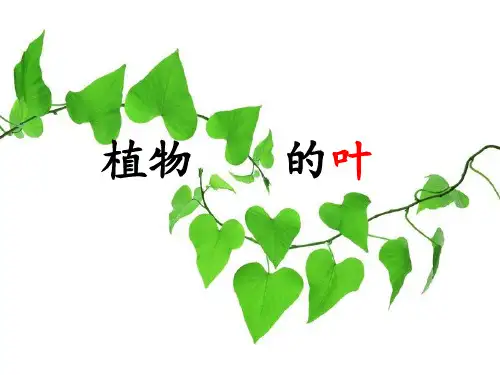 三年级上科学-1.5植物的叶(1)课件-教科版