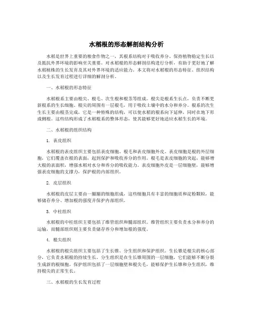 水稻根的形态解剖结构分析