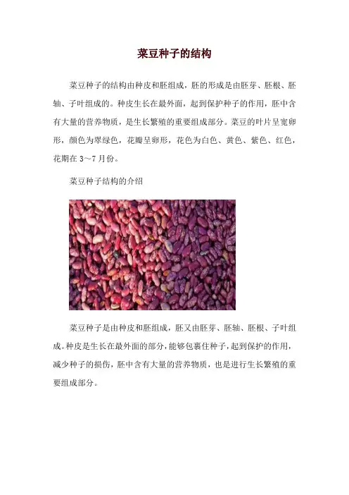 菜豆种子的结构