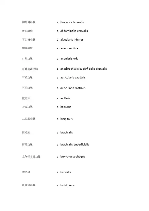 《解剖中英文对照》word版