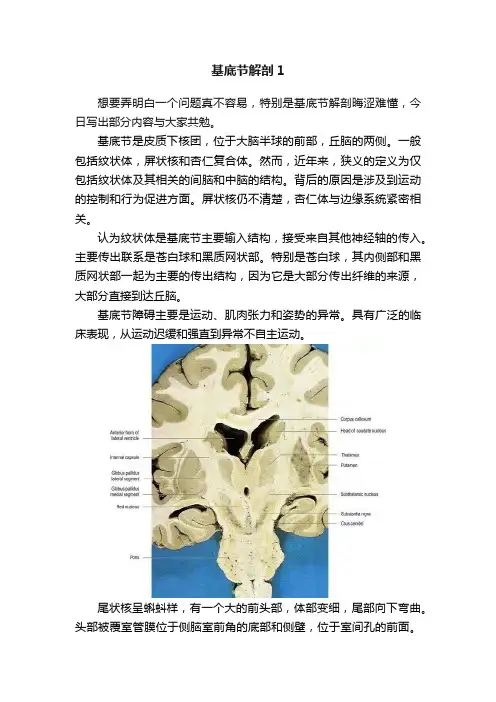 基底节解剖1