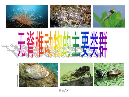 无脊椎动物总结25163