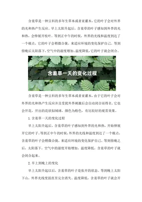 含羞草一天的变化过程,早上到晚上的变化