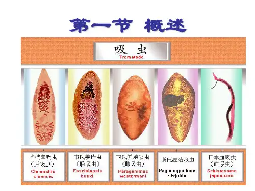 吸虫内容概述