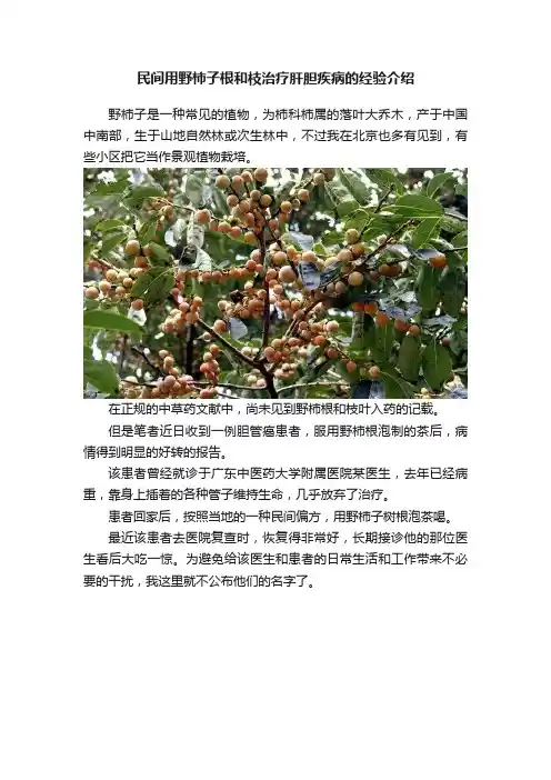 民间用野柿子根和枝治疗肝胆疾病的经验介绍