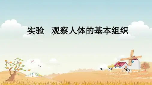 七年级生物上册 观察人体的基本组织