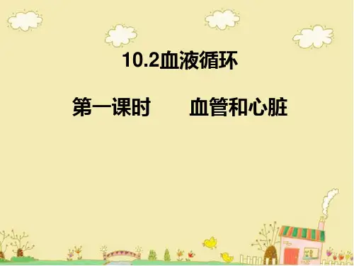苏教版生物七年级下《血管和心脏》ppt课件1