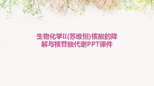 生物化学ii(苏维恒)核酸的降解与核苷酸代谢PPT课件