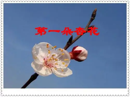 苏教版四年级下册第一朵杏花ppt