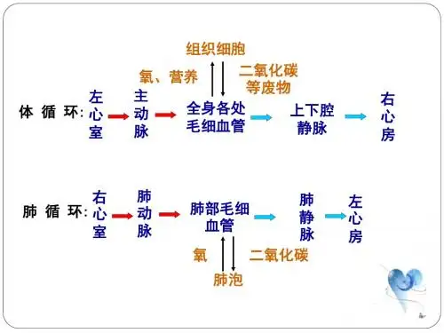 人教版生物七年级下册4.4.4输血与血型(共15张PPT)