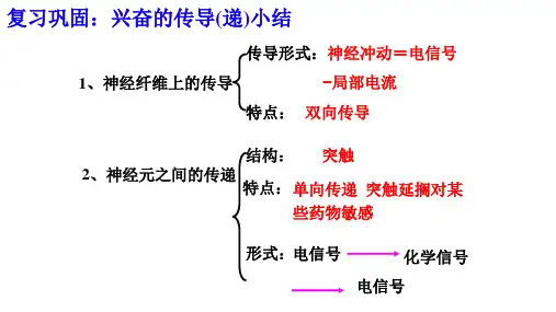 神经系统的分级调节 课件(共24张PPT)