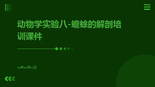 动物学实验八-蟾蜍的解剖培训课件