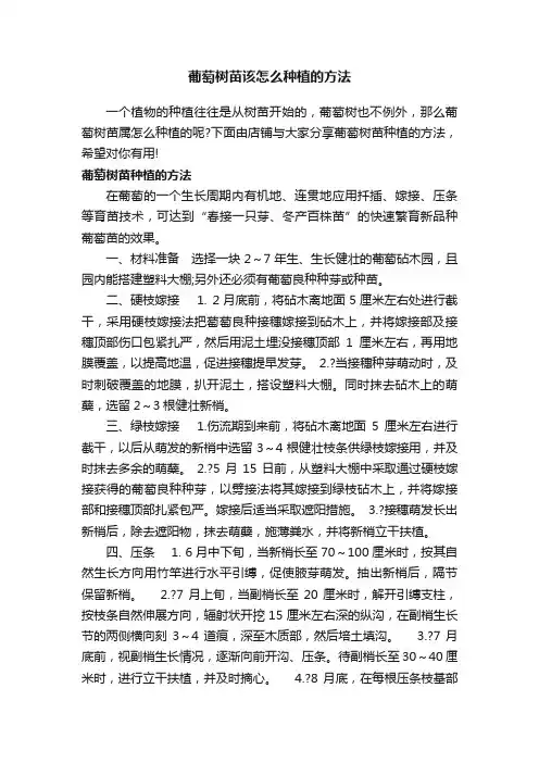 葡萄树苗该怎么种植的方法