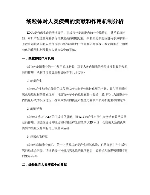 线粒体对人类疾病的贡献和作用机制分析
