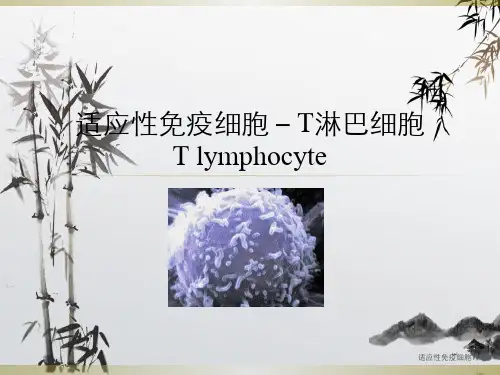 适应性免疫细胞T细胞