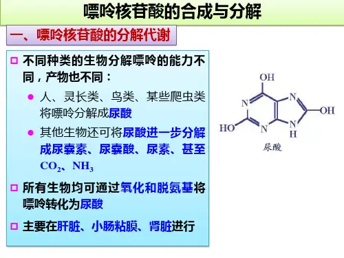 高中生物竞赛课件：嘌呤核苷酸的合成与分解